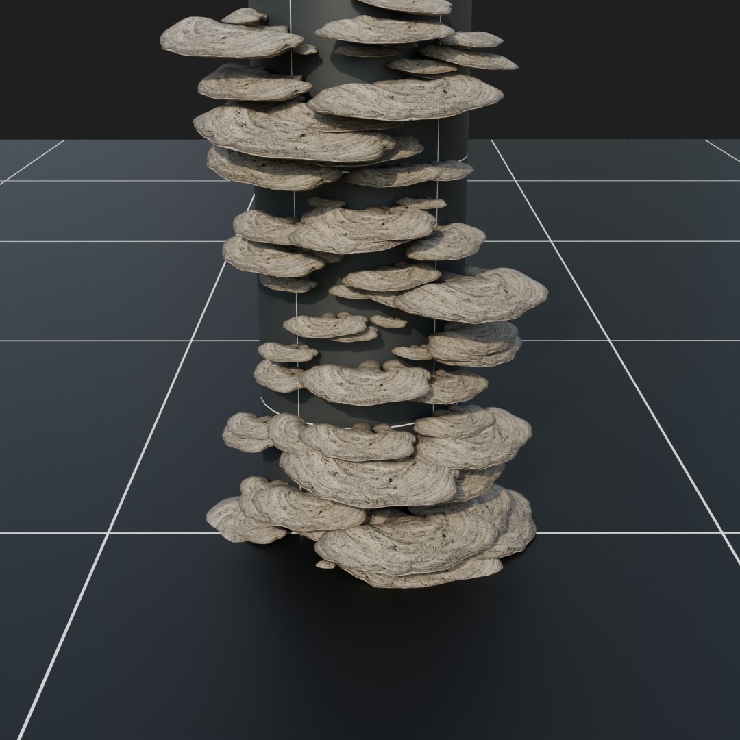 Forest Floor Mushroom Collection 3